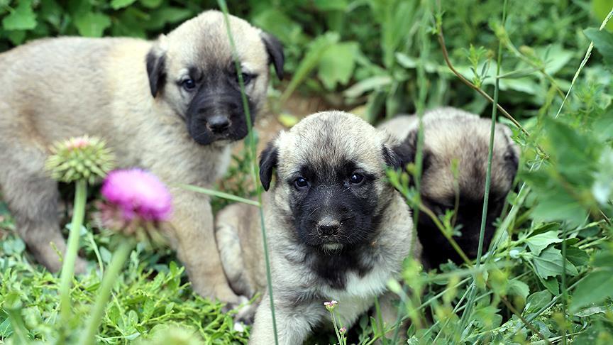 Köpekler kelimeleri ayırt edebiliyor!